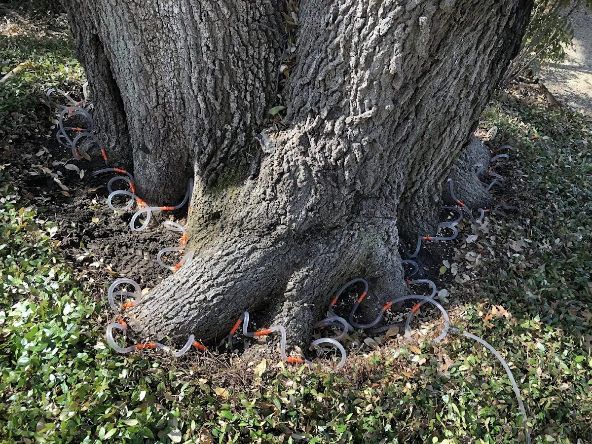 Detailed Tree Cabling and Bracing job site in Dawes