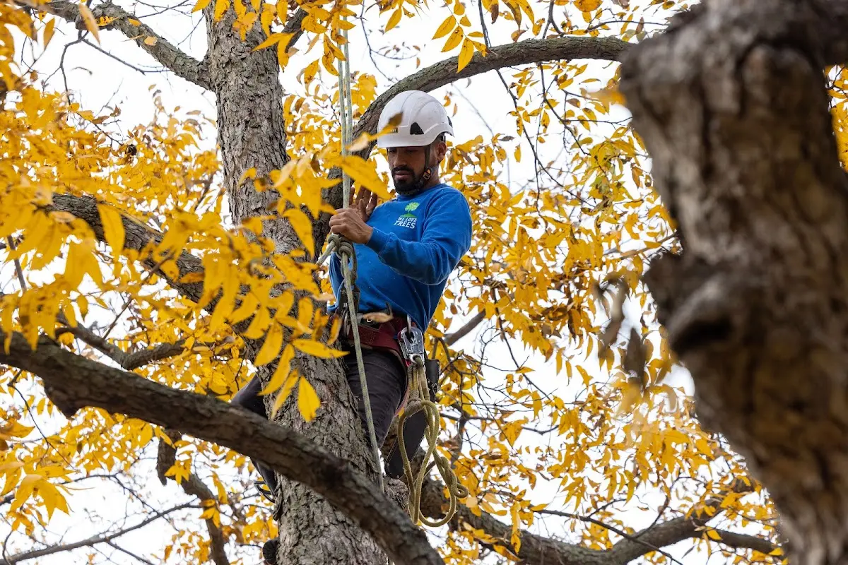 Skilled Tree Pruning crew working in Dawes